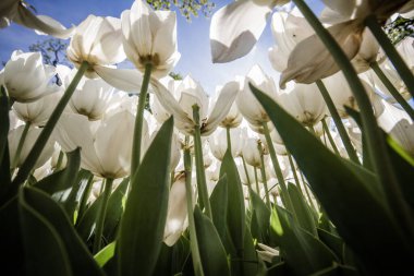 İstanbul, Türkiye 'de baharın tazeliğini ve güzelliğini sembolize eden, parlak bir gökyüzüne çiçek açan beyaz çiçeklerin alçak açılı görüntüsü.