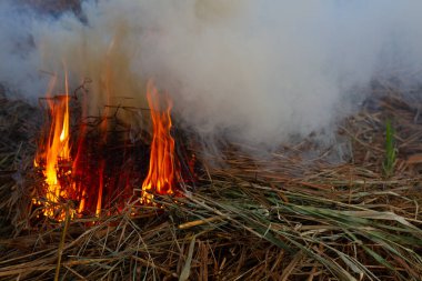 Kapatın küçük bir yangını, yanan kuru otları ve açık havada dalları..