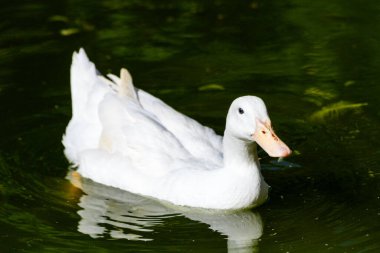 Su yüzeyinde ağaçların yansımalarıyla yeşil bir gölde yüzen beyaz ördek..