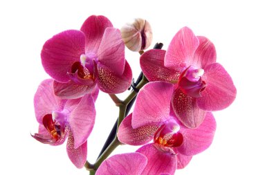 Canlı pembe orkide beyaz bir arkaplanda soyutlanmış..