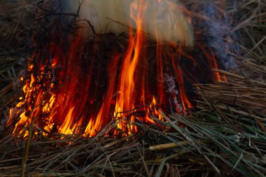 Kapatın küçük bir yangını, yanan kuru otları ve açık havada dalları..