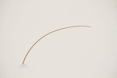 Kış zamanı karla kaplı bir çalı brunch 'ının minimalist gündüz görüntüsü.