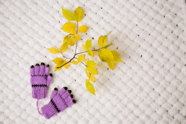 Фиолетовые Вязаные Перчатки Ветка Желтыми Листьями Белом Пушистом Одеяле — стоковое фото