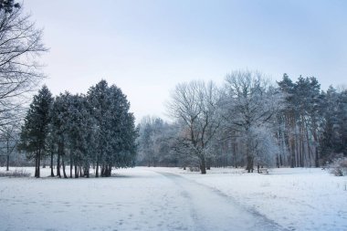 Parktaki ağaçlarda don olan karlı bir manzara.