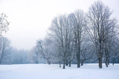 Parktaki ağaçlarda don olan karlı bir manzara.