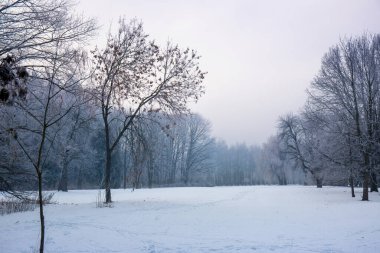 Parktaki ağaçlarda don olan karlı bir manzara.