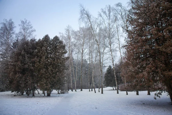 Зимовий Сніжний Пейзаж Морозами Деревах Парку — стокове фото