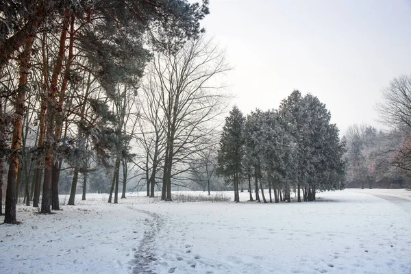 Winterachtig Besneeuwd Landschap Met Vorst Bomen Het Park — Stockfoto