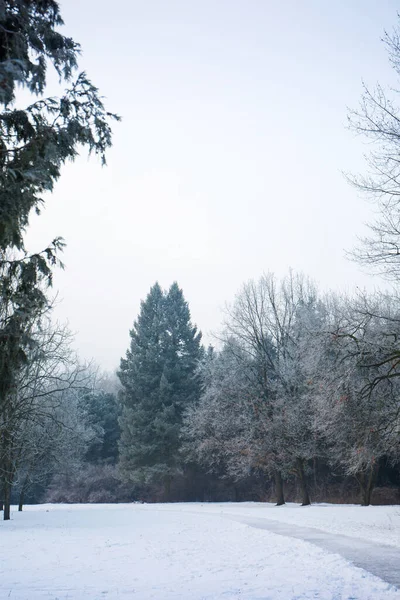 Parktaki Ağaçlarda Don Olan Karlı Bir Manzara — Stok fotoğraf