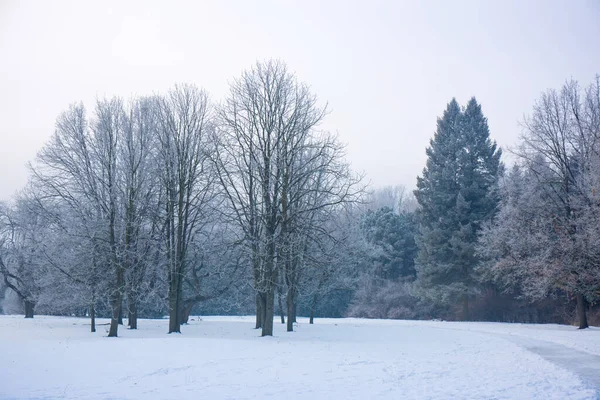 Zimowy Śnieżny Krajobraz Mrozem Drzewach Parku — Zdjęcie stockowe