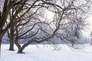Parktaki ağaçlarda don olan karlı bir manzara.