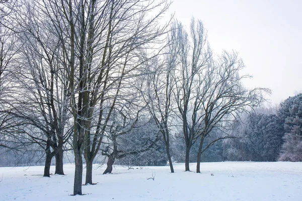 Winter Snowy Landscape Frost Trees Park — Stock Photo, Image