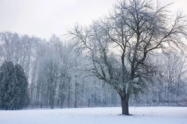 Zimní Zasněžená Krajina Mrazem Stromech Parku — Stock fotografie