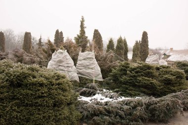 Kozalaklı bitkilerin kışın yağan kardan korunması. Kozalaklı ağaçların kışı