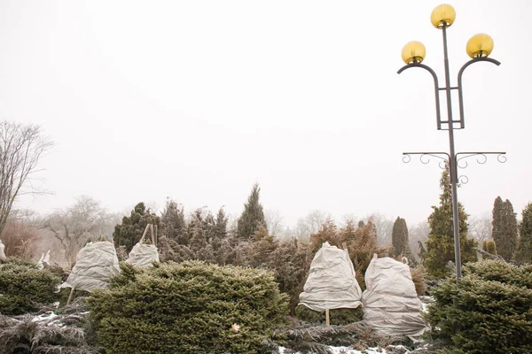Защита Хвойных Растений Снегопадов Зимой Зимовка Хвойных Пород — стоковое фото