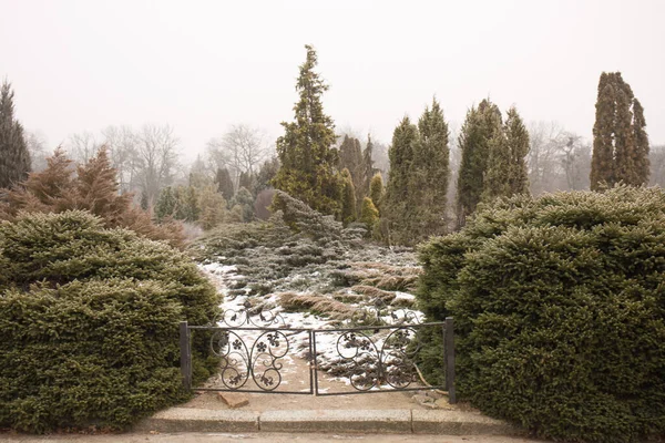Bellissimo Giardino Conifere Sempreverde Inverno — Foto Stock