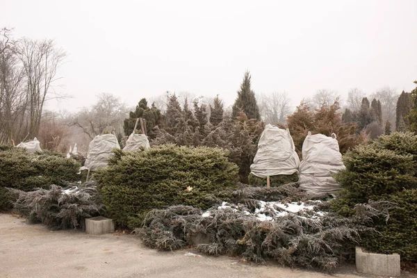 Bescherming Van Naaldbomen Tegen Sneeuwval Winter Overwintering Van Naaldbomen — Stockfoto