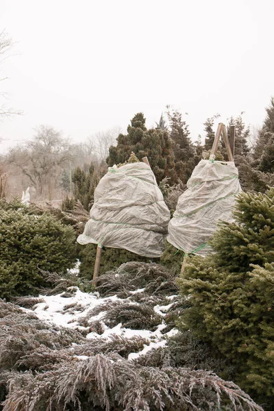 Schutz Von Nadelgehölzen Vor Schneefall Winter Überwinterung Der Nadelbäume — Stockfoto