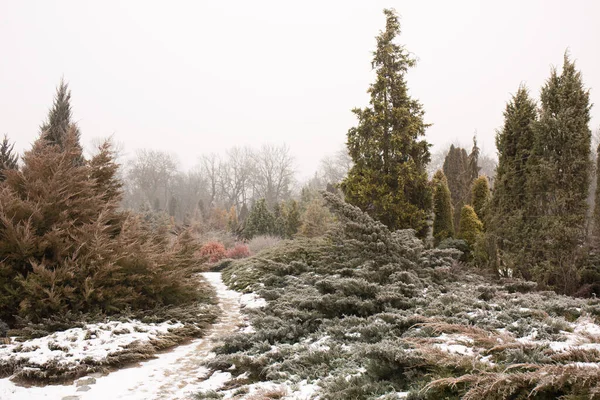 Hermoso Jardín Coníferas Siempreverdes Invierno — Foto de Stock