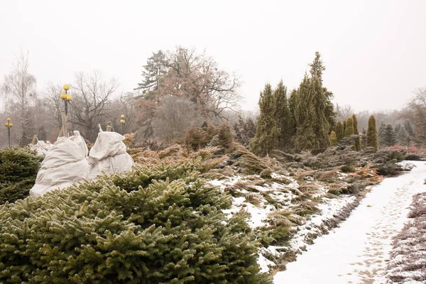 冬の美しい常緑針葉樹の庭 — ストック写真