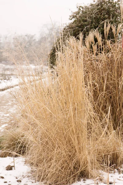 Zbóż Wysokie Trawy Ozdobić Ogród Zimie — Zdjęcie stockowe