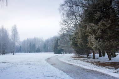 Parktaki ağaçlarda don olan karlı bir manzara.