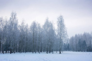 Parktaki ağaçlarda don olan karlı bir manzara.