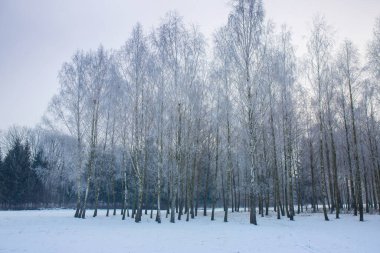 Parktaki ağaçlarda don olan karlı bir manzara.