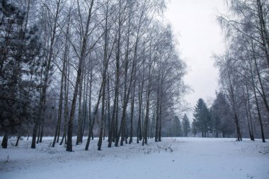 Parktaki ağaçlarda don olan karlı bir manzara.
