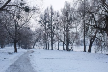 Parktaki ağaçlarda don olan karlı bir manzara.