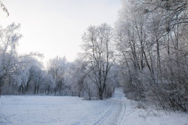 Parktaki ağaçlarda don olan karlı bir manzara.