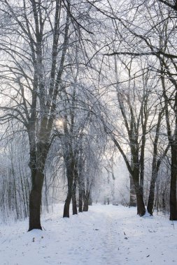Parktaki ağaçlarda don olan karlı bir manzara.