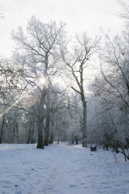 Parktaki ağaçlarda don olan karlı bir manzara.