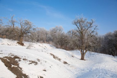 Parktaki ağaçlarda don olan karlı bir manzara.