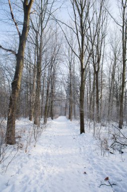 Parktaki ağaçlarda don olan karlı bir manzara.