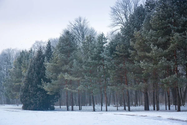 Winter Snowy Landscape Frost Trees Park — Stock Photo, Image