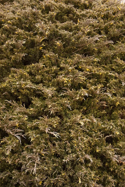 冬に斑入り黄色の斑点を持つ装飾的なジュニパー — ストック写真