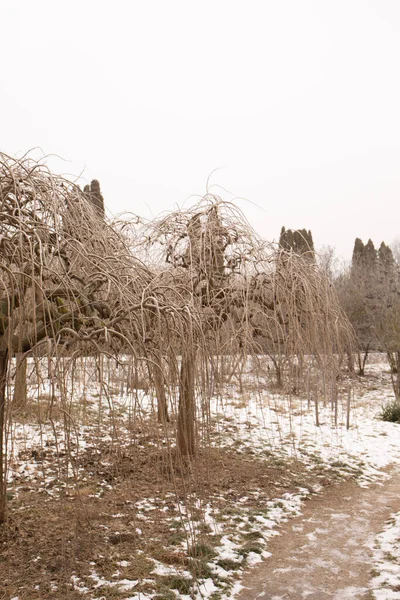 Las Ramas Decorativas Que Cuelgan Morera Jardín Invernal — Foto de Stock
