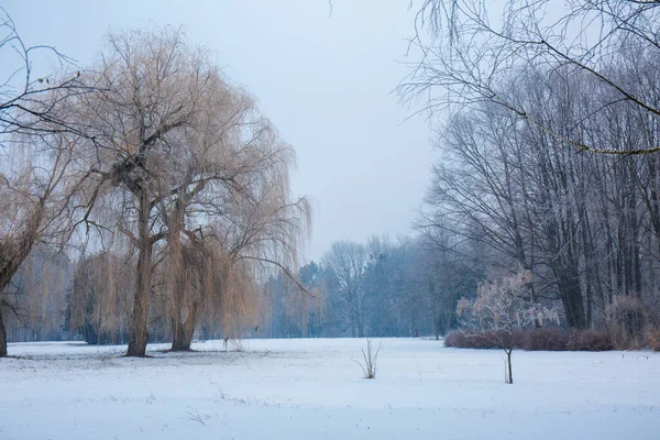 公園内の木々に霜が降る冬の雪景色 — ストック写真