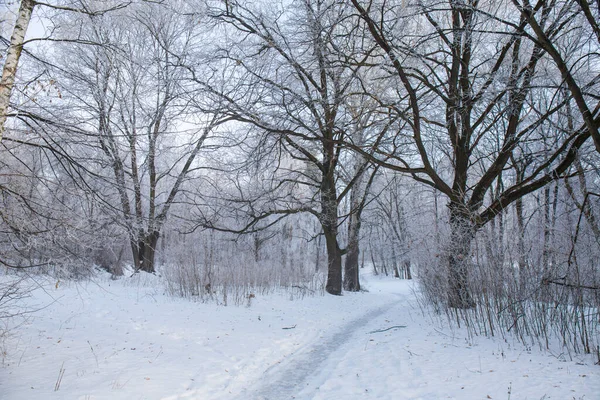 公園内の木々に霜が降る冬の雪景色 — ストック写真