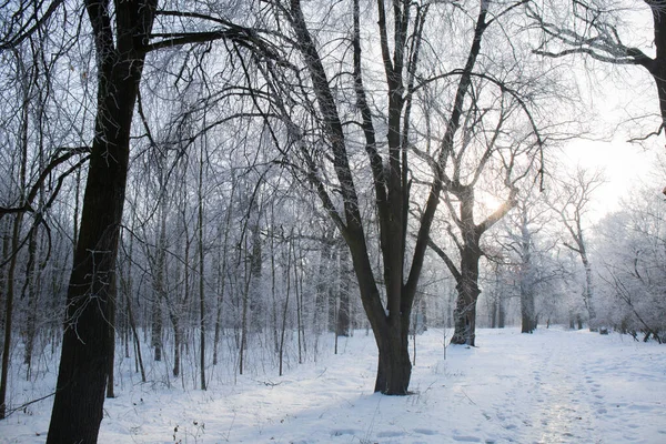 Winterliche Schneelandschaft Mit Frost Auf Den Bäumen Park — Stockfoto