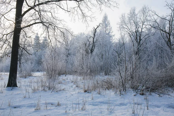 Paesaggio Innevato Invernale Con Gelate Sugli Alberi Del Parco — Foto Stock