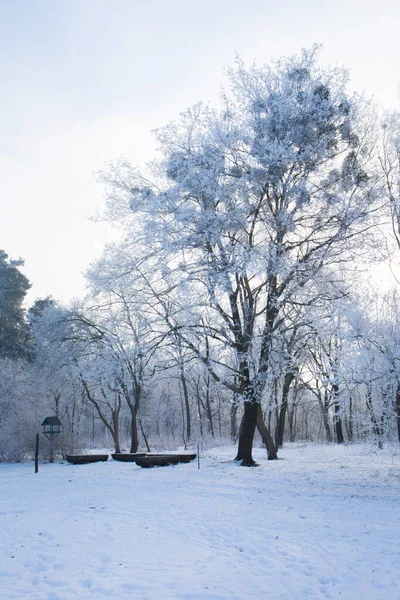 Téli Havas Táj Fagy Fák Parkban — Stock Fotó