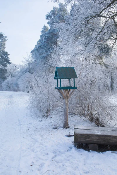Téli Havas Táj Fagy Fák Parkban — Stock Fotó