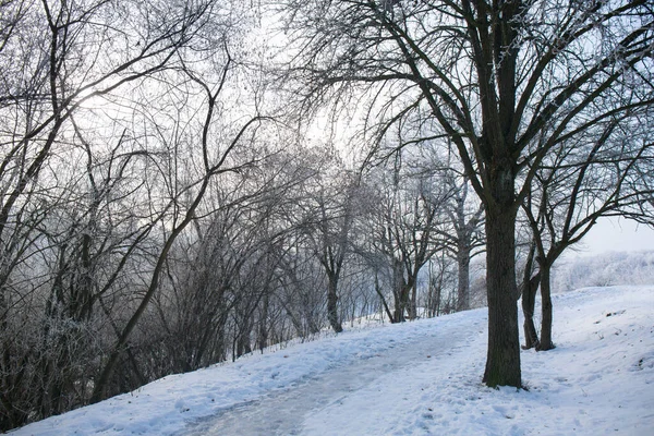 Winterliche Schneelandschaft Mit Frost Auf Den Bäumen Park — Stockfoto