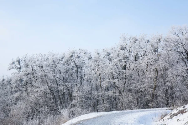 Parktaki ağaçlarda don olan karlı bir manzara.