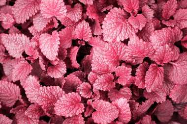 Taze yaprakları güzel kokulu melissa, üstten görünüm