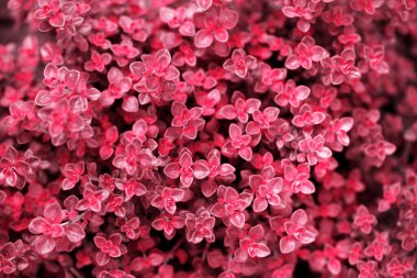 Taze yaprakları güzel kokulu melissa, üstten görünüm