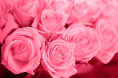 Kadınlar Günü 'nde çığ şeftalisi çeşitliliğinde büyük bir buket şeftali gülü.