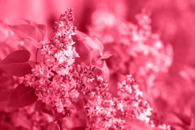 Bahar bahçe içinde güzel çiçek leylak